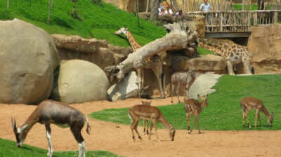 حديقة الحيوانات عين السبع