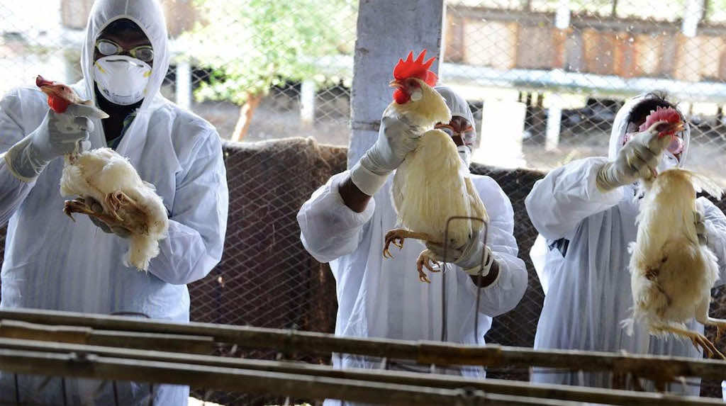 المغرب خال من مرض إنفلونزا الطيور