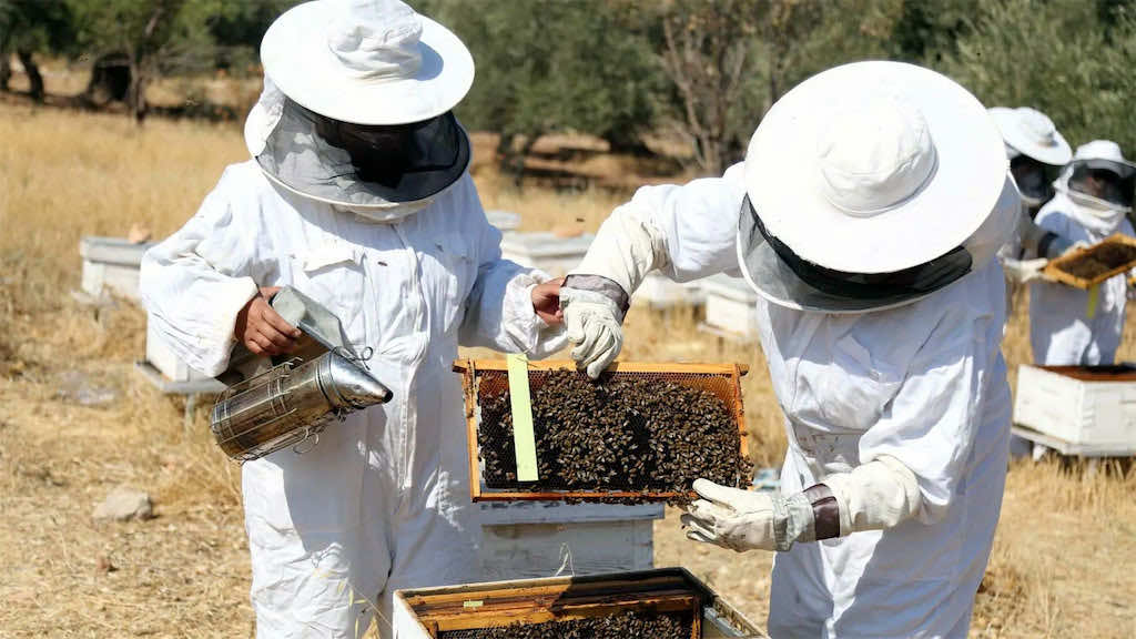 التعاونيات الزراعية المغربية