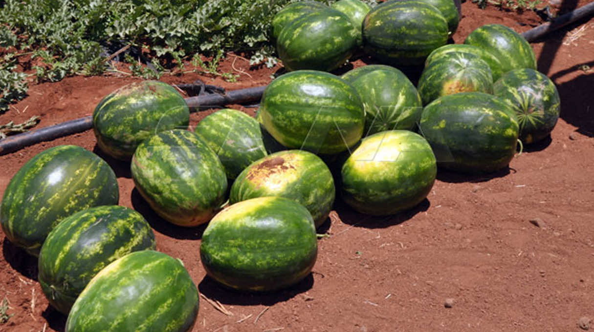 زراعة البطيخ