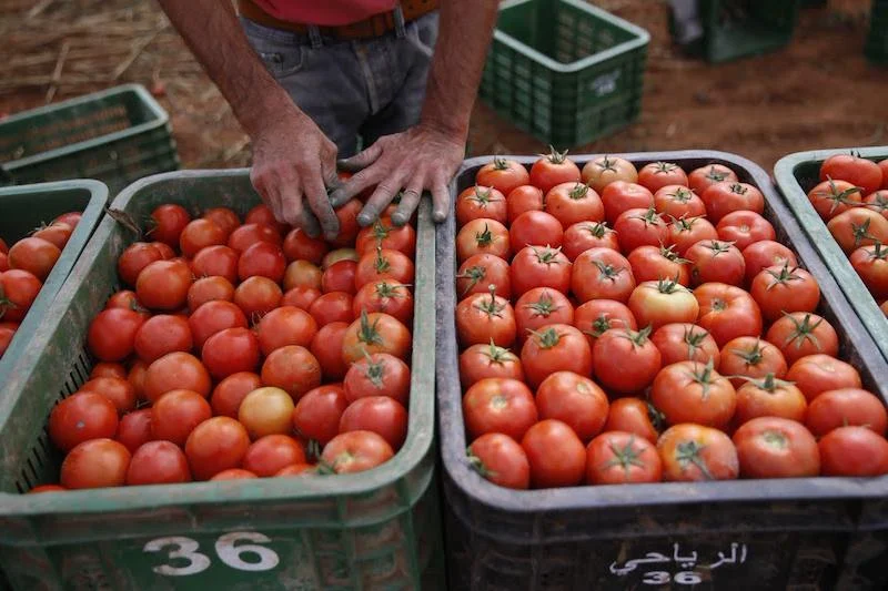 تصدير الطماطم