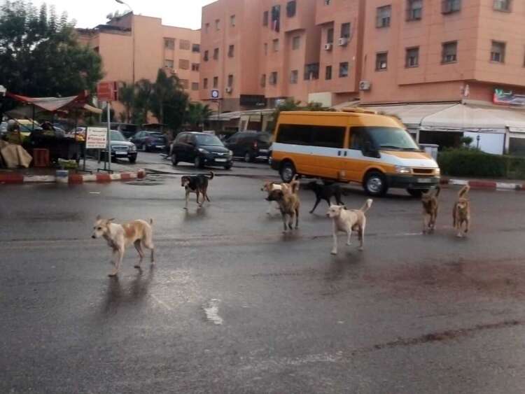 مراكش..السلطات المحلية تشن حملات موسعة لمحاربة الكلاب الضالة