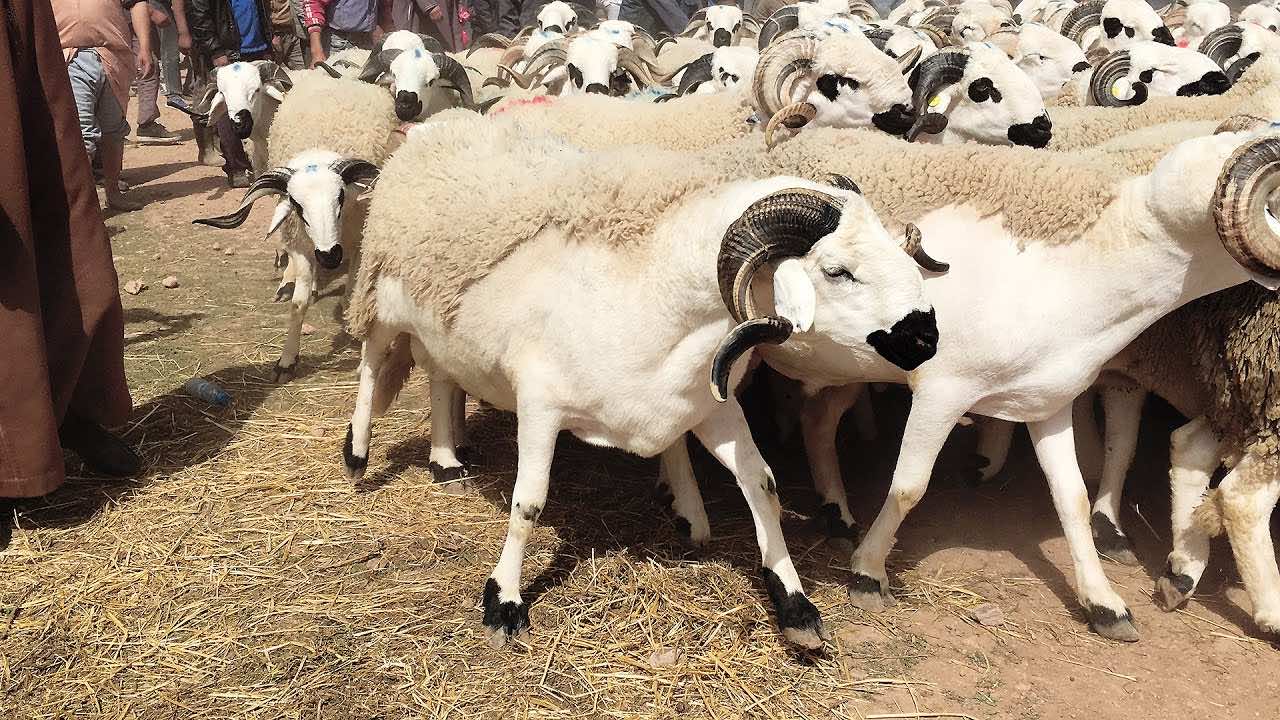 عيد الأضحى