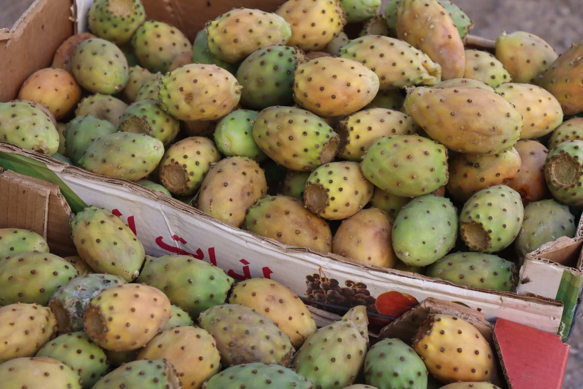 فاكهة الهندية