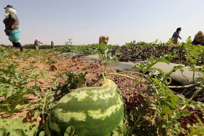 الدلاح الملوث