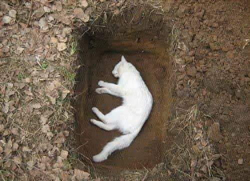 دفن قطة