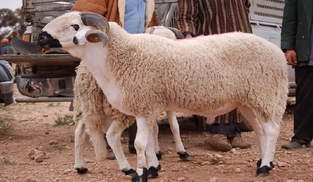 عيد الأضحى