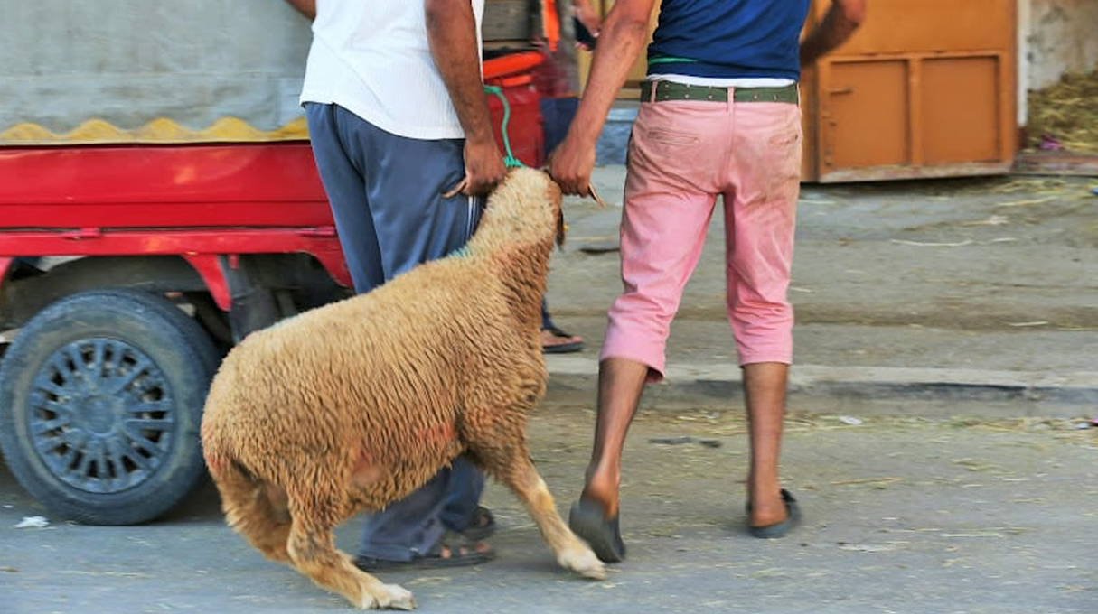 عيد الأضحى