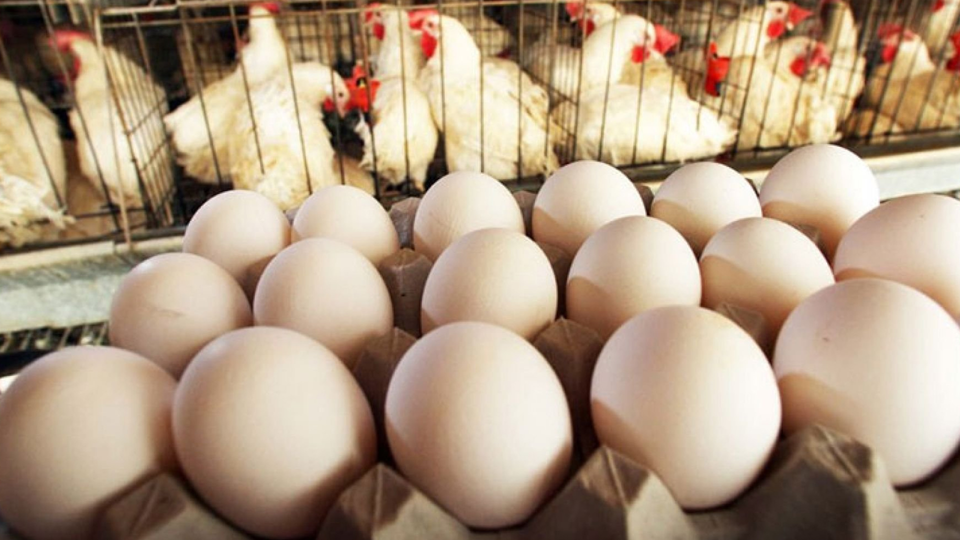 قطاع الدواجن والبيض