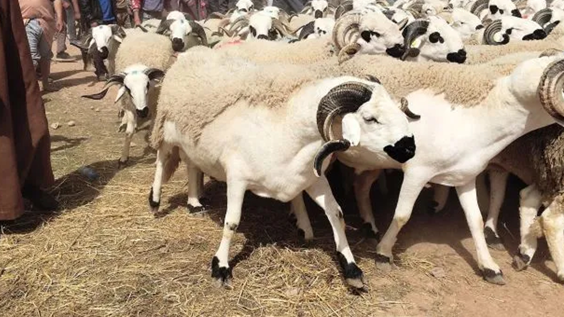 أضحية العيد