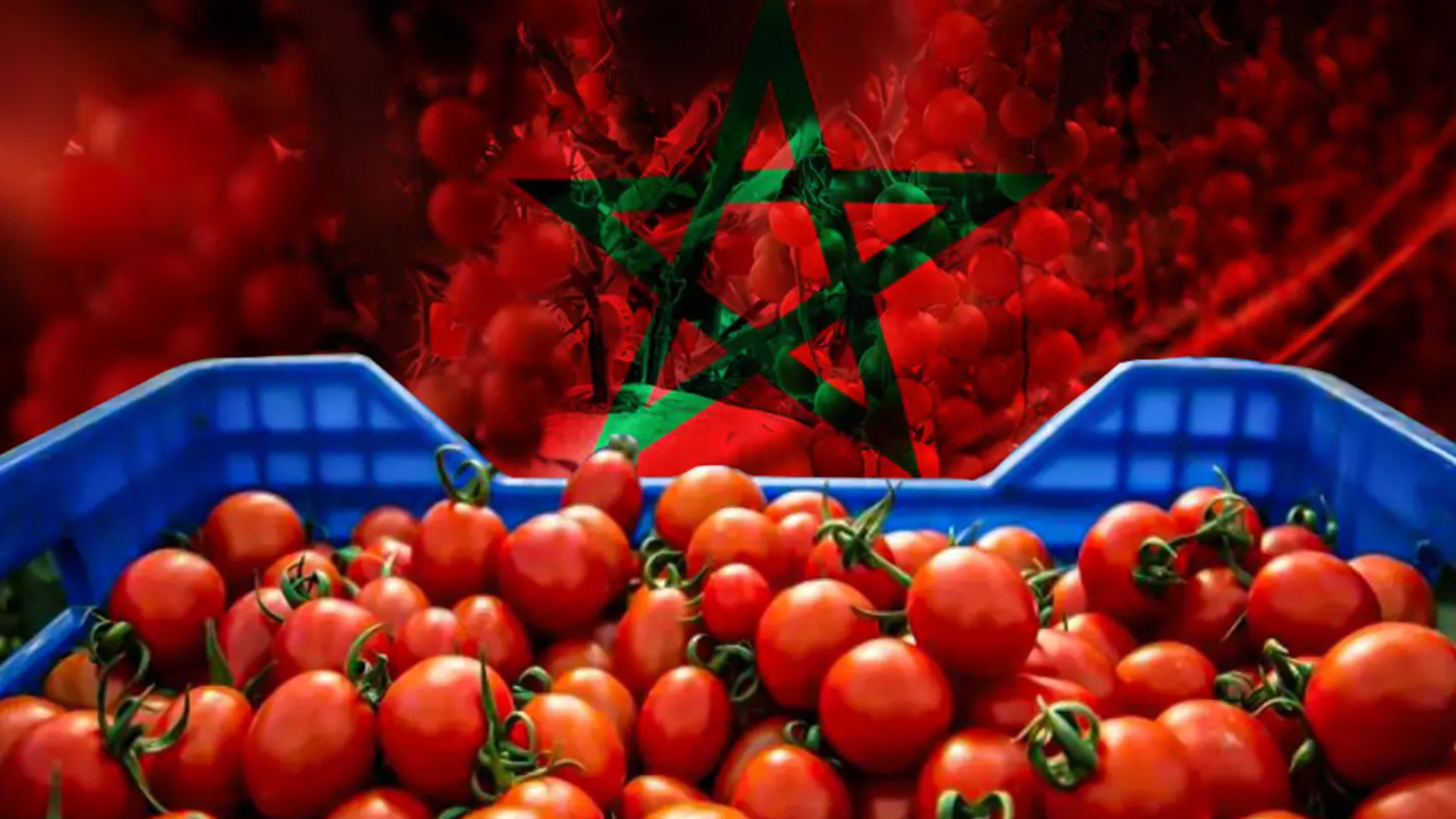 الطماطم المغربية