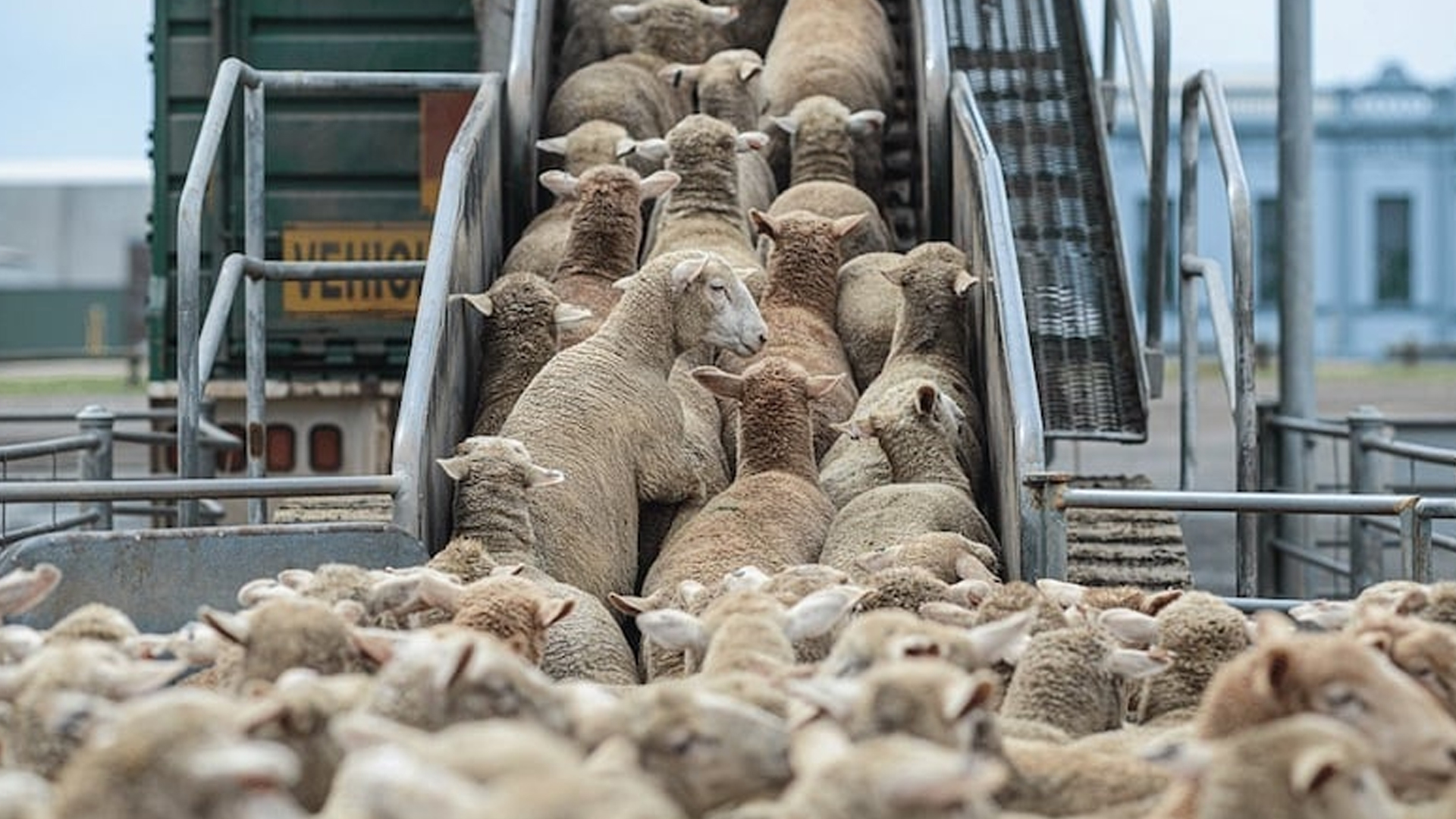 استيراد الأغنام