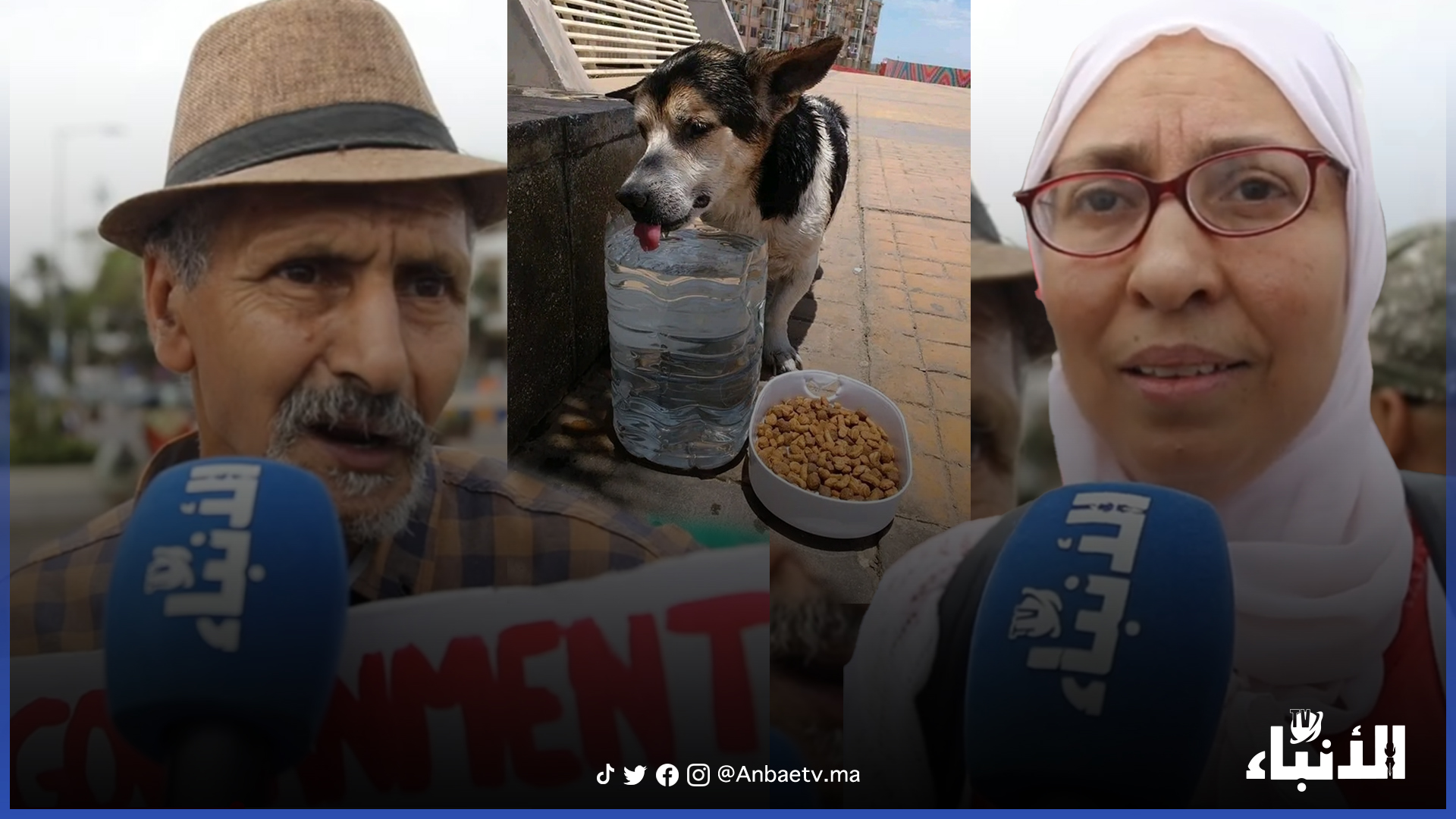 اطعام الطيور و الحيوانات