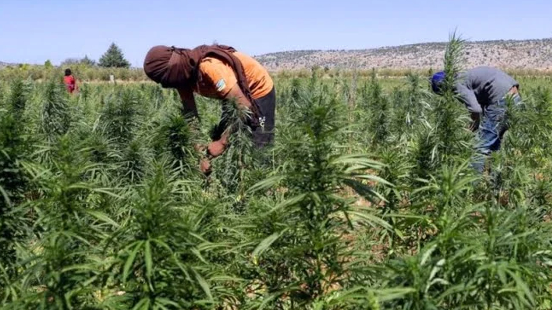 المساحات المزروعة بالقنب الهندي