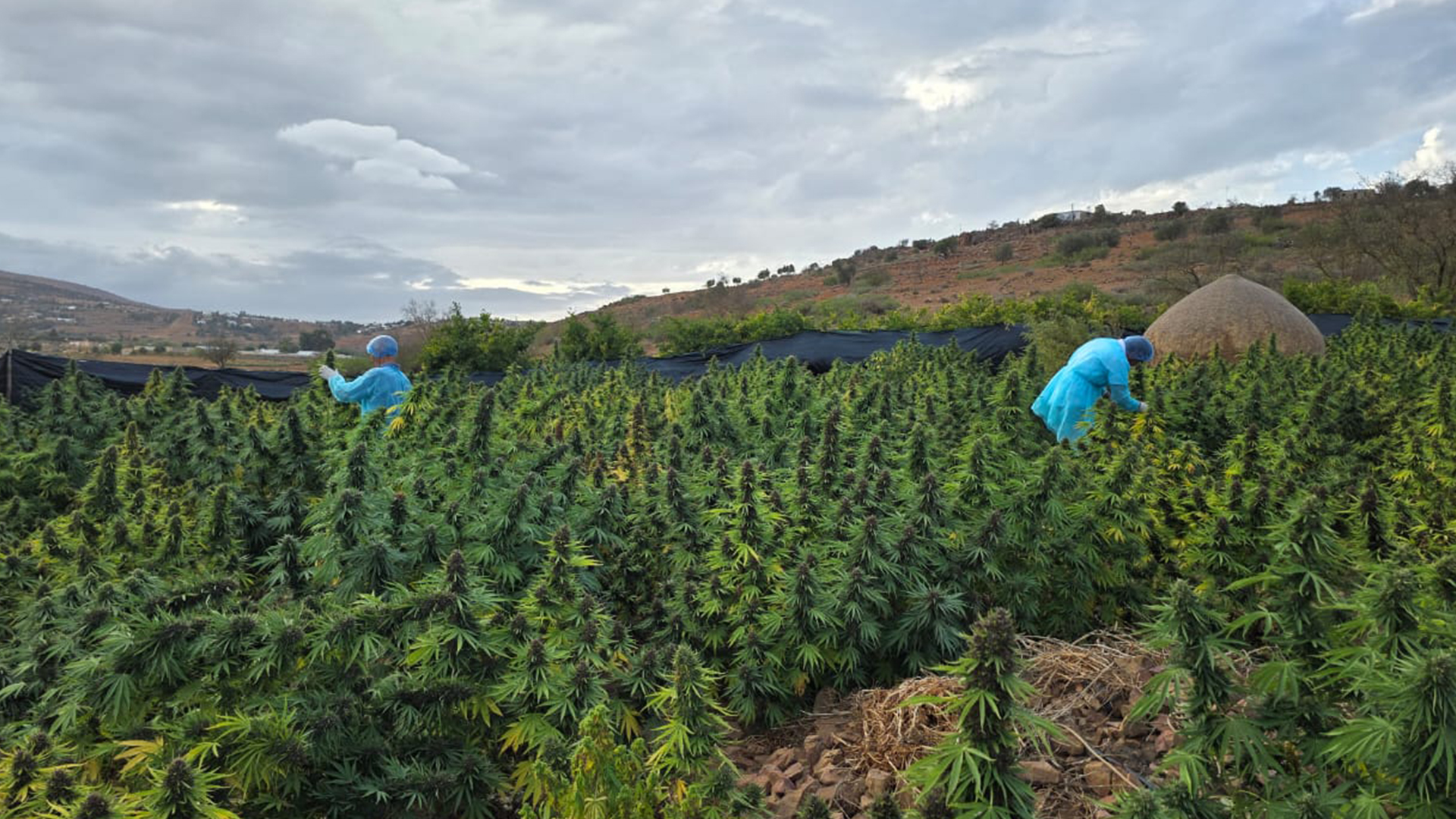 القنب الهندي