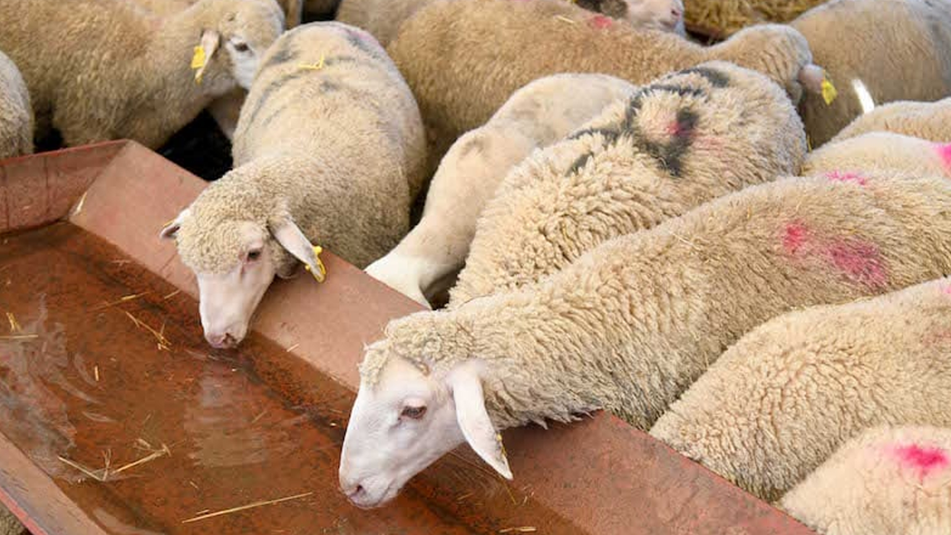 إناث الأغنام