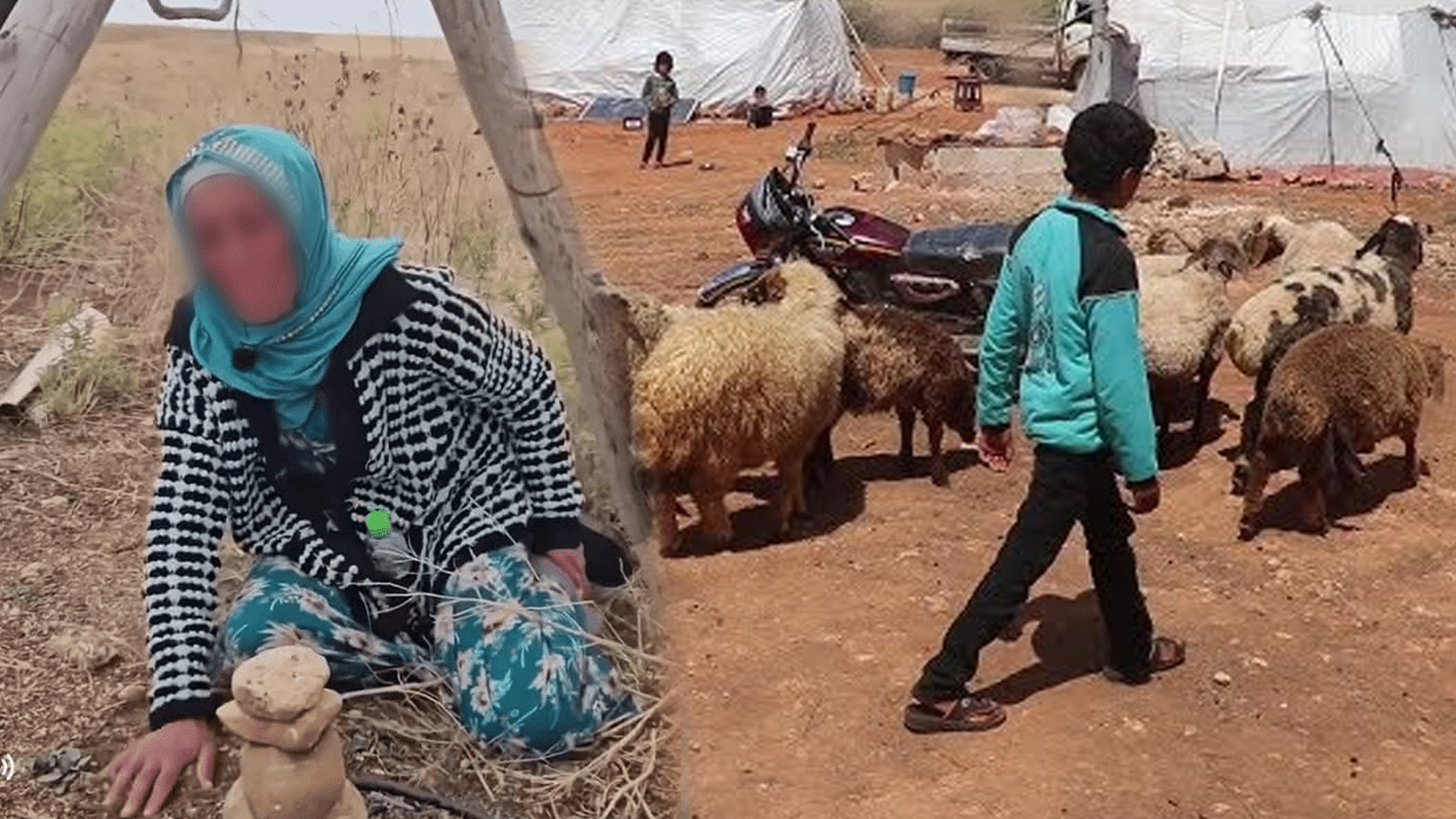 قضية راعي الغنم