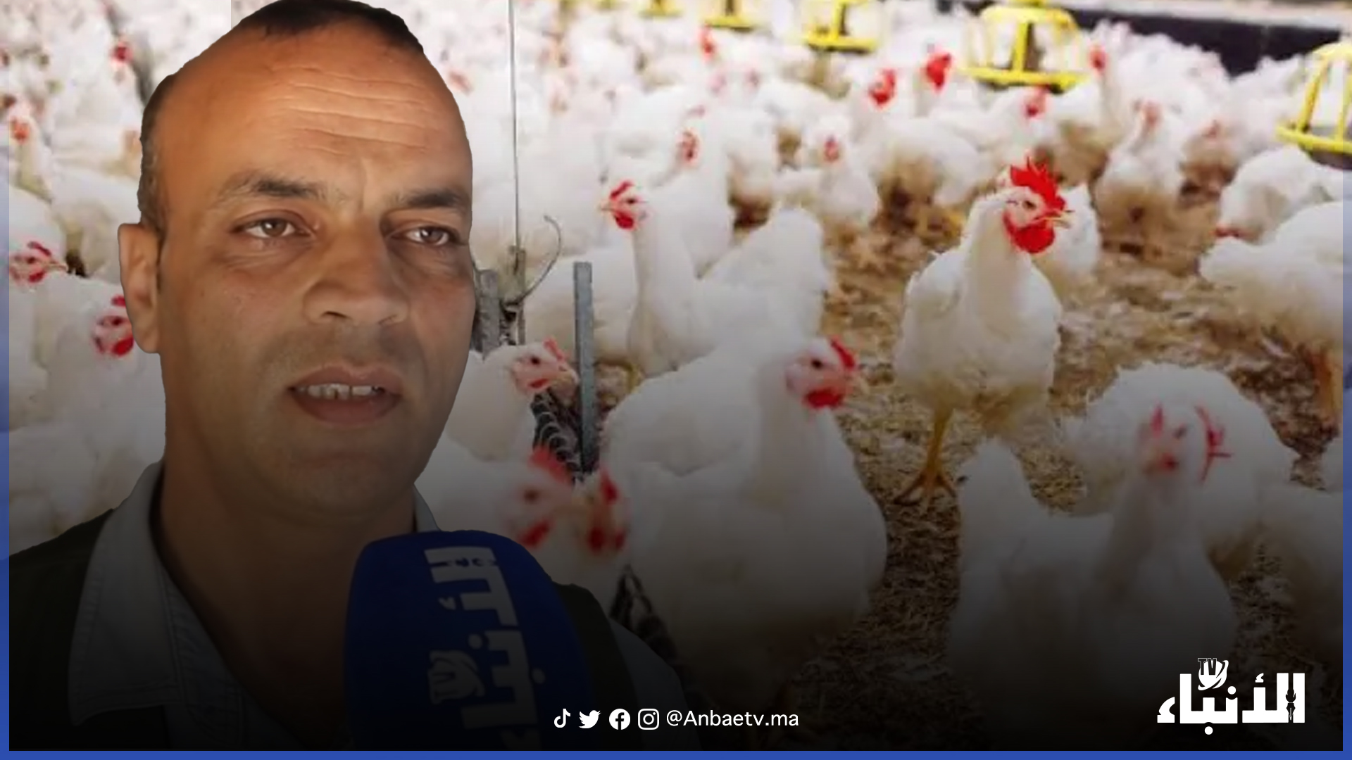 اسعار الدواجن