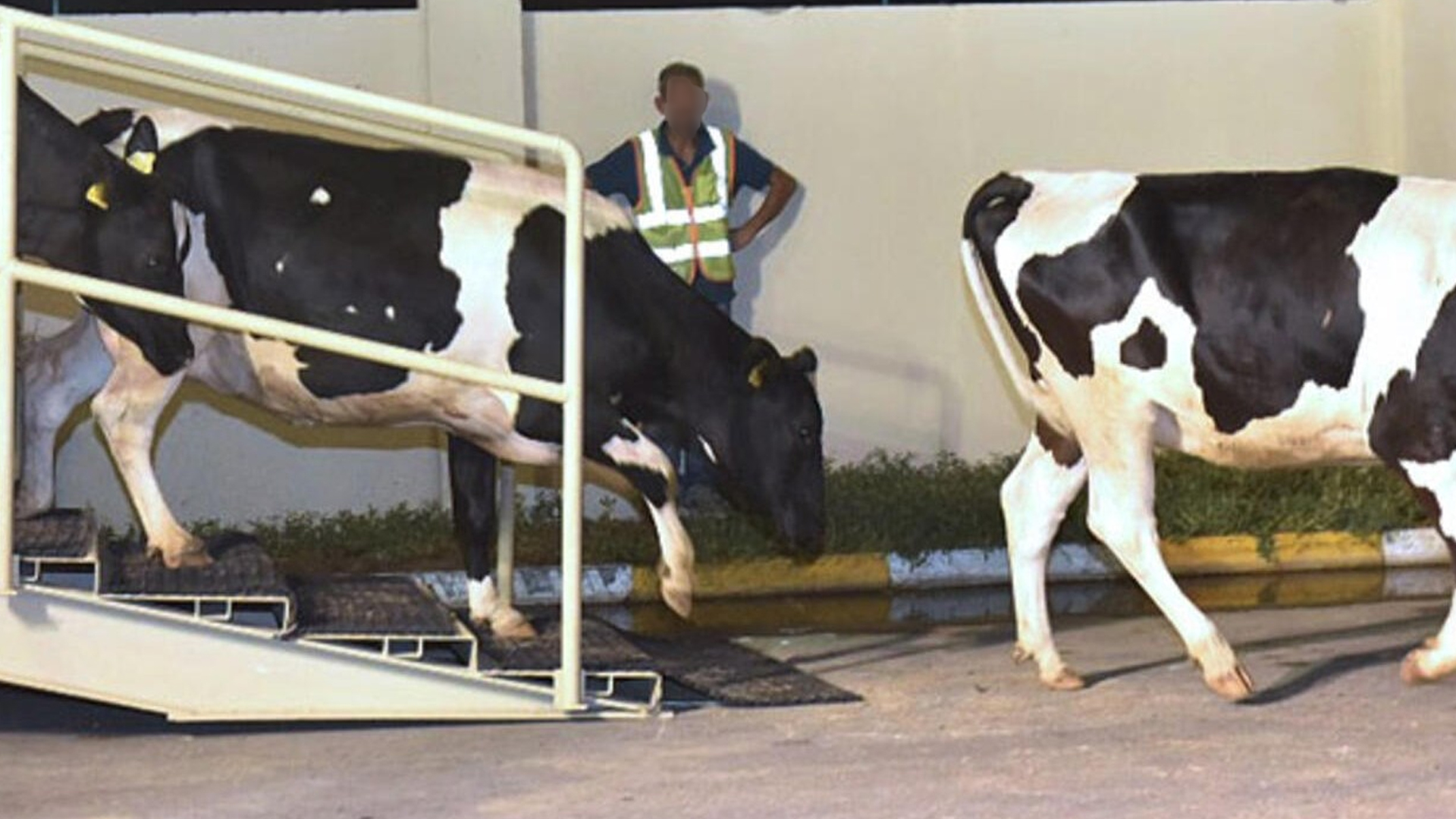 إسبانيا توقف تصدير الأبقار الحية إلى المغرب