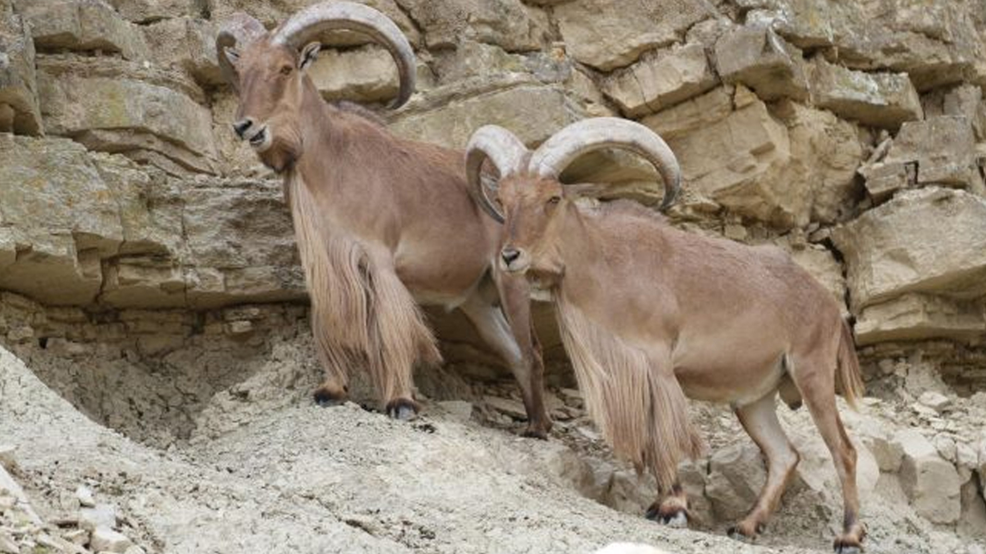 غزال الأروي