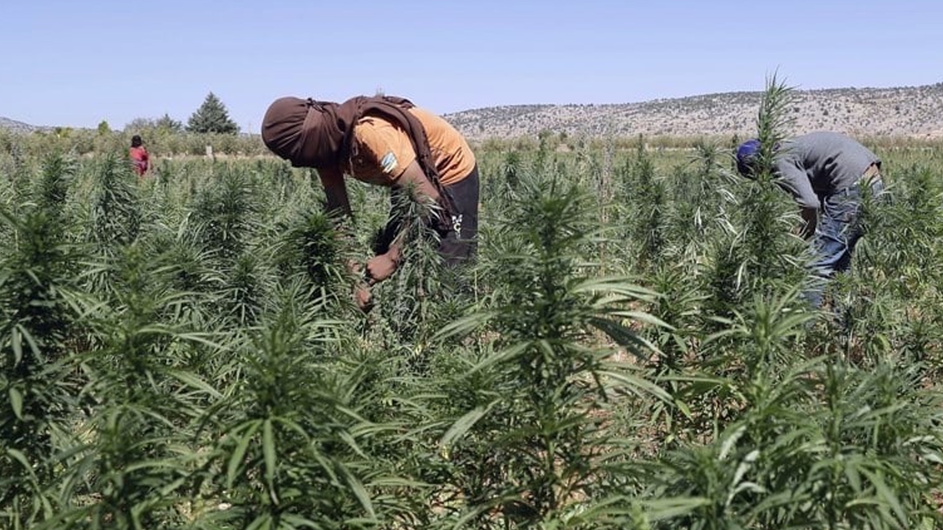 القنب الهندي