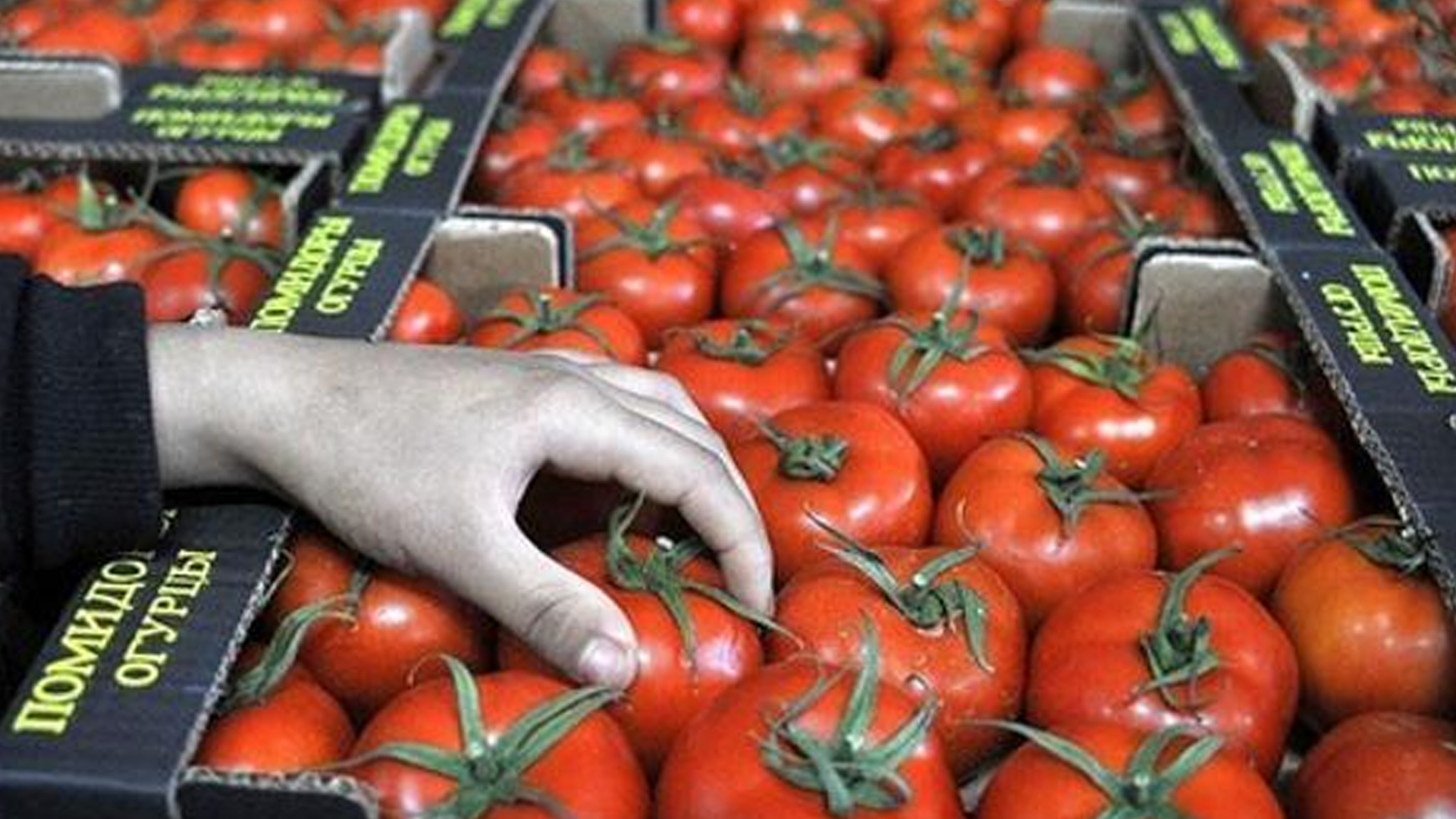 الطماطم المغربية