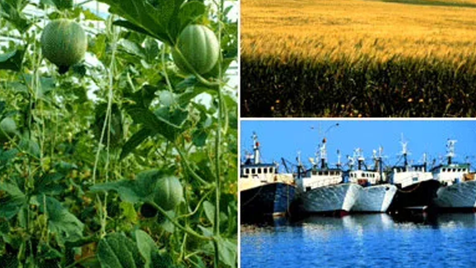 الفلاحة والصيد البحري