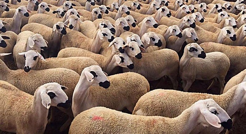 وزارة الفلاحة تطلق عملية مراقبة إناث الماشية وتصرف الشطر الثاني من الدعم